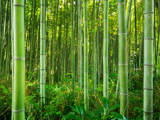 Bamboo Viscose; Mechanical V Chemical Extraction