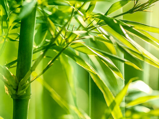 The benefits of sleeping in bamboo bed sheets
